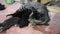 Domestic thai cat and newborn baby cat