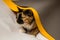 Domestic three-cat cat plays in whatman sheets of gray, white and yellow. The sheet is trying to unwind into a pipe. A cute,