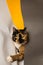 Domestic three-cat cat plays in whatman sheets of gray, white and yellow. The sheet is trying to unwind into a pipe. A cute,