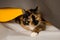 Domestic three-cat cat plays in whatman sheets of gray, white and yellow. The sheet is trying to unwind into a pipe. A cute,