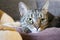 Domestic tiger cat lying on brown cat bed on grey sofa