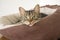Domestic tiger cat lying on brown cat bed on grey sofa