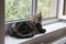 Domestic tiger cat lying on window sill, eye contact