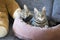 Domestic tiger marble cata lying on brown cat bed on grey sofa