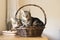 Domestic tiger marble cata lying in wicker basket
