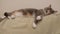 A domestic tricolor cat on the back of the couch stretches, looks at the camera and falls asleep. Close-up, light background.