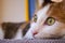 Domestic tricolor cat lies near the window.