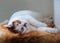 Domestic tricolor cat resting, lying on a soft Mat. cute and beautiful pets