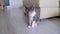 Domestic tricolor cat sits on the floor in the room and licks its paw, then looks into the camera with round eyes.