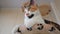 Domestic tricolor cat sits on a scratching post indoors and looks around. Slow motion, bottom view. Close-up, selective focus