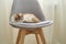 Domestic tricolor cat sleeping in chair near the window in room