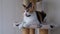 Domestic tricolor cat with a sore paw sits on a scratching post indoors and looks to the side out the window.