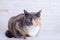 Domestic tricolor white, gray, red mestizo cat with yellow-green eyes against a white wall.