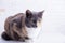 Domestic tricolor white, gray, red mestizo cat with yellow-green eyes against a white wall. Close-up