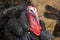 Domestic turkey with bright red wattle.