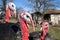 Domestic turkey closeup