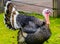 Domestic turkey in closeup from the side, Beautiful ornamental bird specie, popular animal farm pet, Christmas and thanksgiving