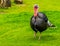 Domestic turkey walking through the grass in closeup, popular animal farm pets, Bird specie from mexico and europe