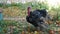 Domestic turkey walking in paddock. Pasture raised turkey on private farm. Large male turkey with red crest and red