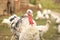 Domestic turkey with white feather . Poultry farming