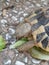 Domestic turtle that eats salad