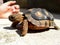 Domestic turtle. Pet