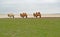 Domestic two-humped camels of the Kalmyk breed stand on the coast of the lake Manych-Gudilo. Kalmykia