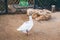 Domestic village duck on green grass outdoors