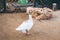 Domestic village duck on green grass outdoors