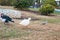 Domestic village ducks on green grass outdoors