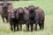 Domestic Water Buffalo