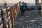 Domestic water buffalo in farm paddock