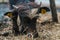 Domestic water buffalo in farm paddock