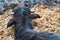 Domestic water buffalo in farm paddock