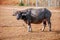 Domestic Water buffalo Local Thailand asian buffalo Bubalus bubalis