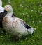 Domestic Welsh Harlequin Duck