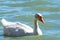 Domestic White African Goose