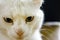 Domestic white albino cat with yellow eyes. Cat eyes are closing. White wool. A large plan on a dark background