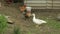 Domestic white and brown duck and rooster walk on the ground. Background of old farm. Search of food