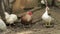 Domestic white and brown duck and rooster walk on the ground. Background of old farm. Search of food