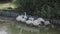 Domestic white geese bathe in a large puddle.