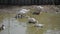 Domestic white geese bathe in a large puddle.