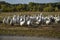 Domestic white geese peck grass on an autumn lawn in the village