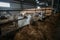 Domestic white goats in the dairy farm