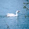 Domestic white goose floats on the blue water of a pond or lake