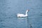 Domestic white goose floats on the blue water of a pond or lake