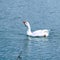 Domestic white goose floats on the blue water of a pond or lake