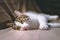 Domestic white and gray cat lying on the sofa