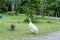 Domestic white and gray guinea fowl is walking on green grass.