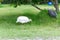 Domestic white and gray guinea fowl is walking on green grass.